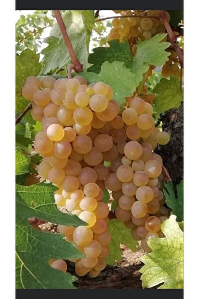 Tunç Botanik Narince Üzüm Fidanı 2 Yaş Tüplü