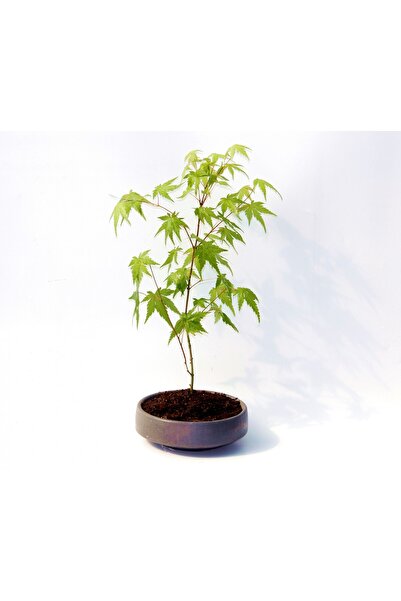 Tunç Botanik BONSAİ JAPON AKÇAAĞACI - GREY SERİSİ HEDİYELİK
