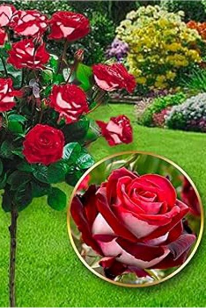 ÇİÇEKFLİX Alacalı kırmızı gül kokulu   çift renk /açık kök dikime hazır 15cm