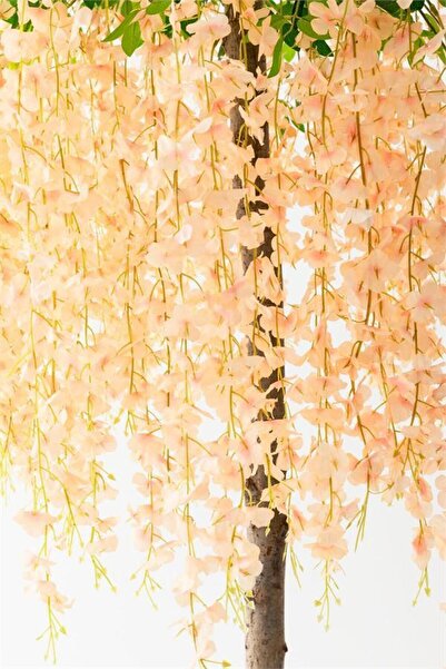 YASİMA Yapay Sarkan Akasya Çiçeği 100 Cm SOMON 12 Li Paket DÜĞÜN NİŞAN DEKOR ...