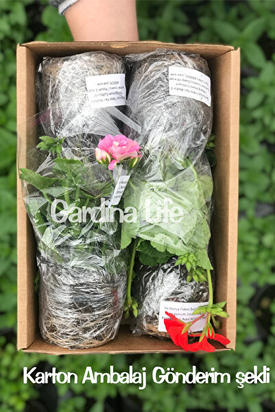 Gardina Küpe Çiçeği Fidesi Katmerli Xl Çiçek ( Fuchsia Cultivars ) White Purple 1 Adet