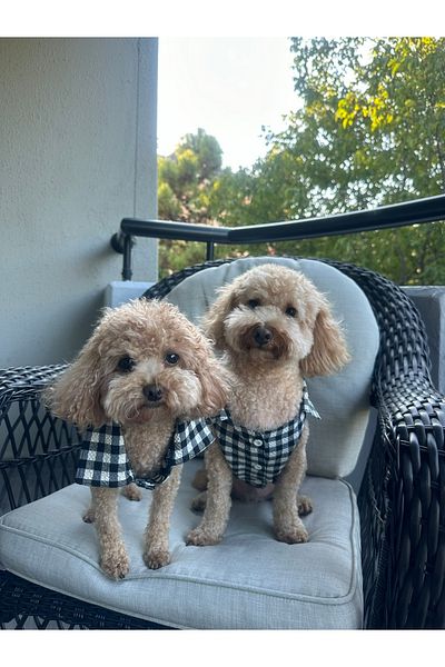 SayPuppy Small Breed Seasonal Black Muslin Dog Shirt