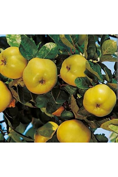 Store Eşme Ayva ağacı fidanı