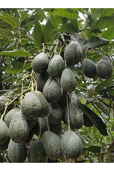 Store Bacon Avokado ağacı fidanı