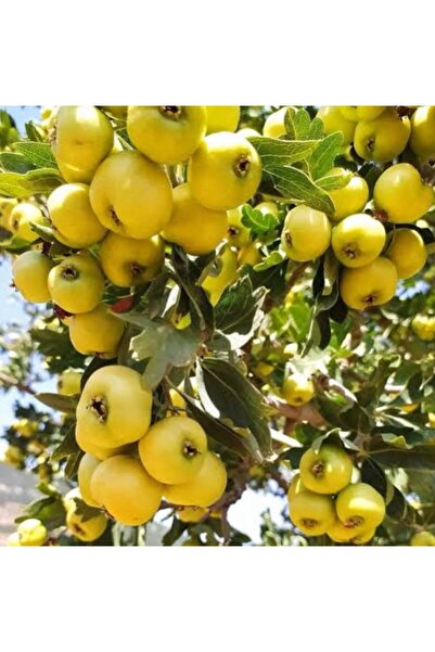 Store Sarı Alıç ağacı fidanı