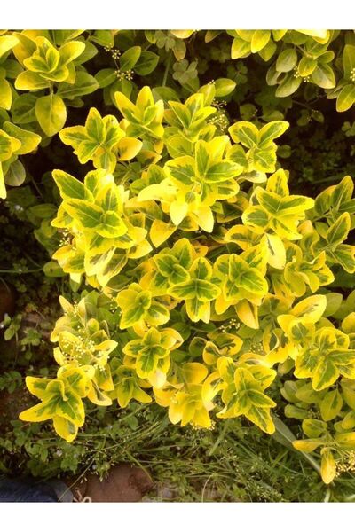 Tunç Botanik GOLD TAFLAN 5 ADET - BÜYÜK BOY 40 - 50 cm