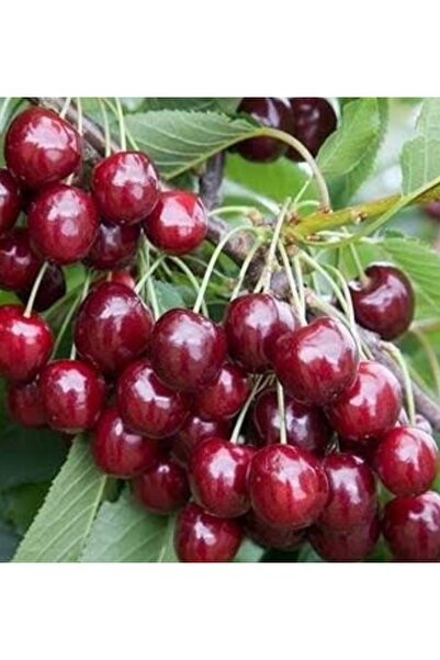 Store Napolyon kiraz ağacı fidanı