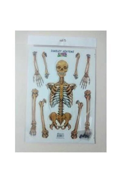 şahane parti Iskelet Sistemi 3d Karton Proje Ödev Maketi