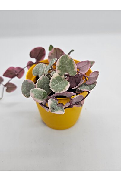 Ceropegia Woodii Variegata (Kalp Kalbe) İthal Koleksiyonluk Tür Sukulent 5,5cm Saksılı