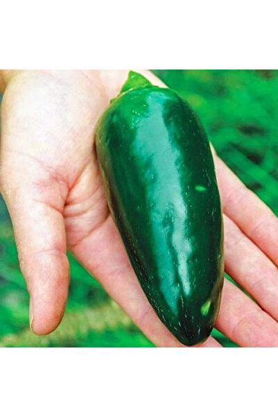 ZENGARDEN EV VE BAHÇE Dev Jalapeno biberi tohumu giant jalapeno