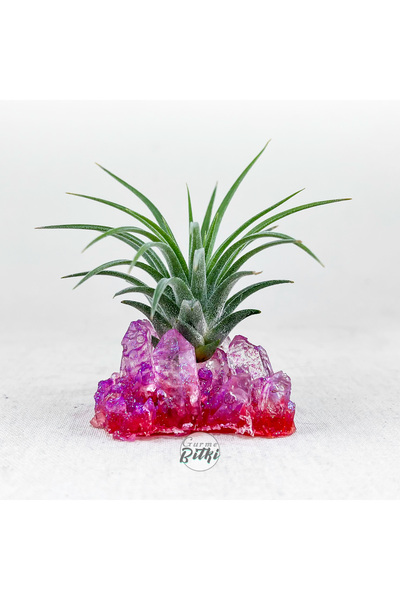 Gurme Bitki Tillandsia Ionantha (M) El Yapımı Mineral Epoksi Stand İle Hava B...