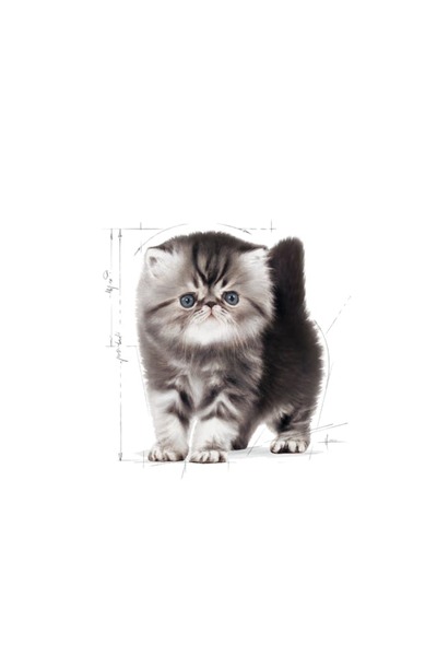Royal Canin Persian Kitten - İran Yavru Kedi Maması 2 kg