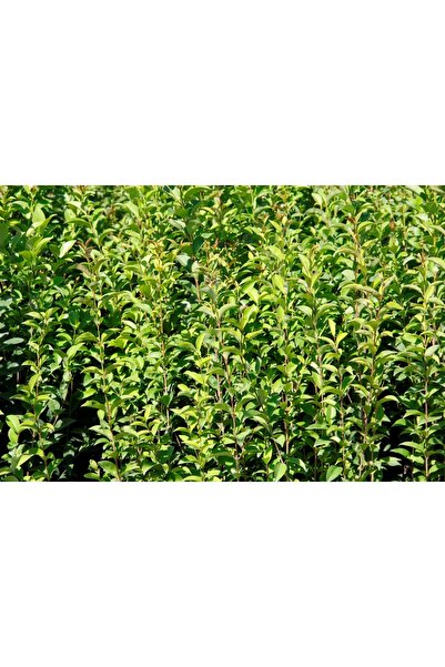 Tunç Botanik LİGUSTRUM KURTBAĞRI 100-120 cm - ÇİT BİTKİSİ (BÜYÜK BOY)