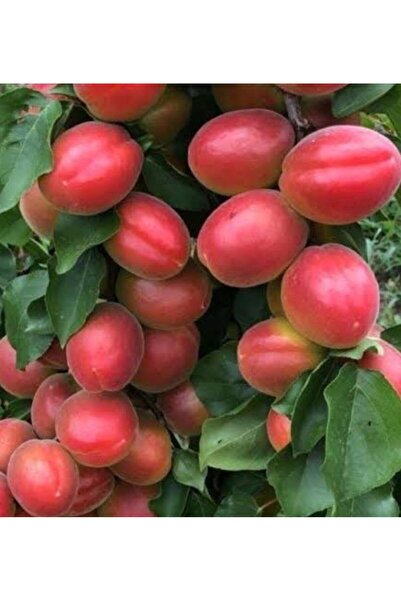 Store Perfect red kayısı ağacı fidanı