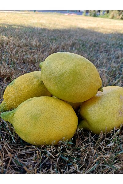 DRZ TARIM 1kg Limon 1 kg Avokado