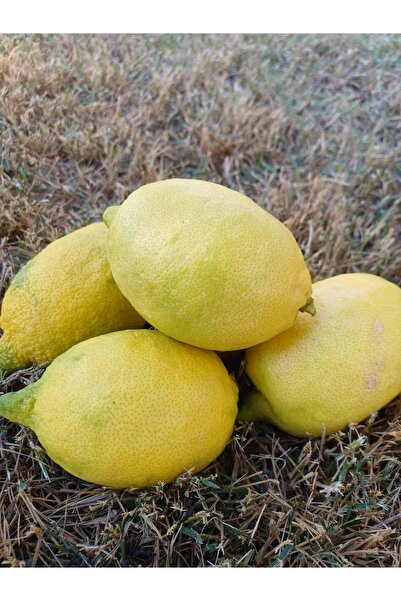 Sulu Limon 1 Kg