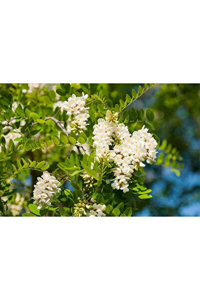 Tunç Botanik AKASYA FİDANI - BEYAZ ÇİÇEKLİ AKASYA 100-150 CM