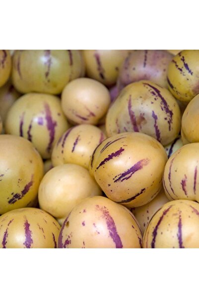 bitkifidan 2 Yaş Pepino -ağaç Kavunu Fiddanı