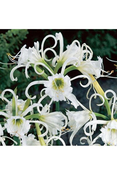 Köy Tohumları 5 Adet Tohum Nadir İthal Bahçe Beyaz Örümcek Çiçeği Tohumu Saks...