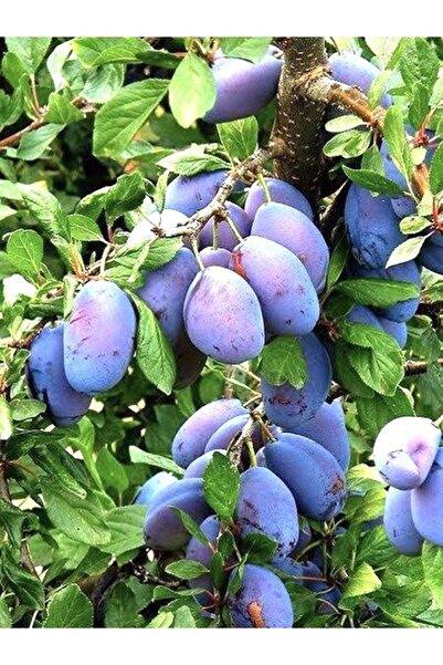 Köy Tohumları 2 Adet Tohum Nadir Ürdüm Erik Ürdüm Eriği Mis Kokulu Tohumu Hed...