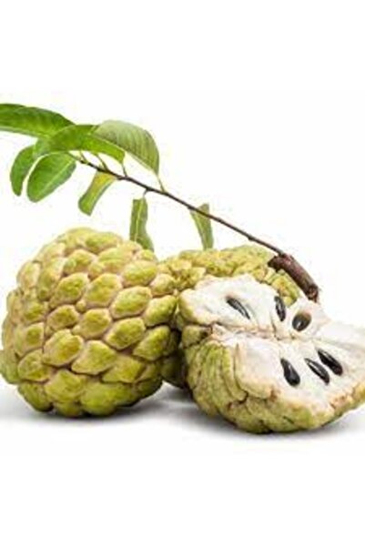 Köy Tohumları 3 Adet Tohum Nadir Tropikal Tatlı Atemoya Meyve Ağaç Tohumu Hed...