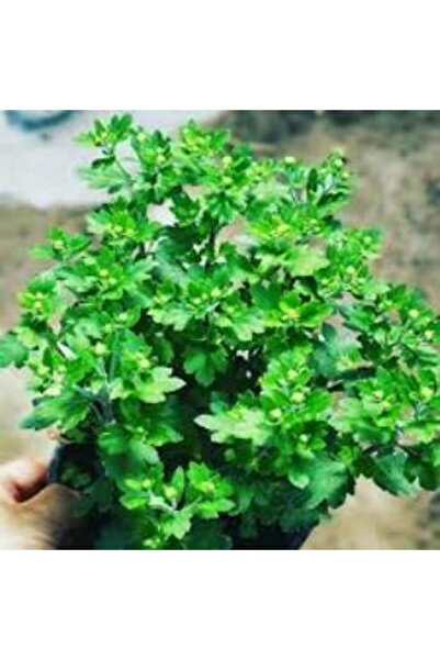 Genel Markalar Kasımpatı Çiçeği Fidanı 10-20 Cm