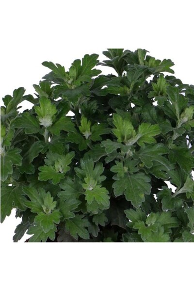 Mimoza Kasımpatı Saksı’da Beyaz Renk 10-20 cm (Chrysanthemum)