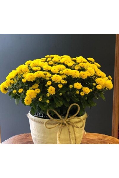 Mimoza Bitki Market Sarı Kasımpatı Krizantem Hüzün Çiçeği 5-10 Cm Chrysanthemum