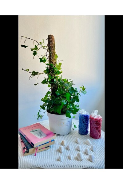 AGAPI YOSUN BİTKİ DESTEK ÇUBUĞU