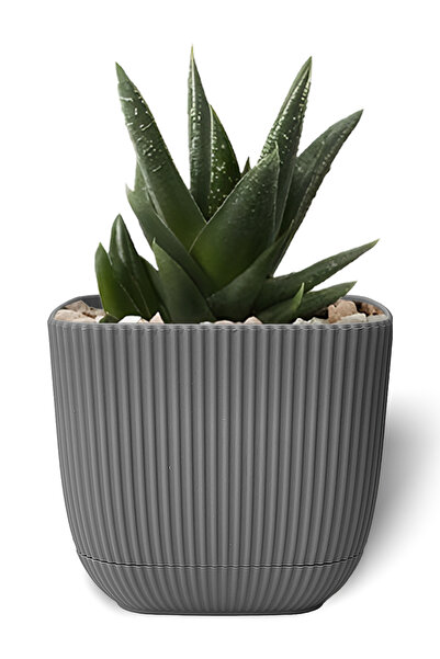 ToXA 0.27 Litre Antrasit Gri Mercan Kare Saksı Mini Boy Kaktüs Sukulent Saksısı Tabaklı Plastik Saksı