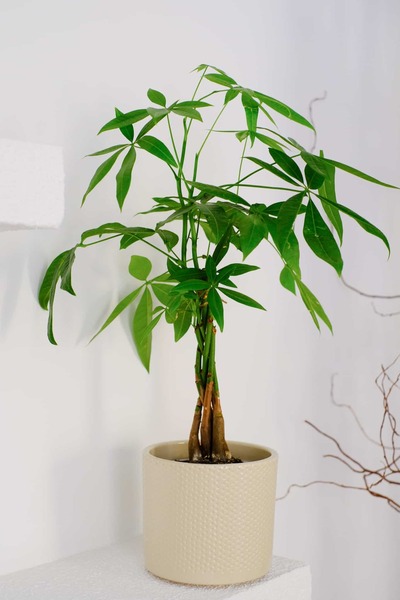 HAPPY FLOWER ORGANİZASYON Para Ağacı Pachira