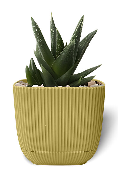 ToXA 0.27 Litre Soft Sarı Mercan Kare Saksı Mini Boy Kaktüs Sukulent Saksısı Tabaklı Plastik Saksı