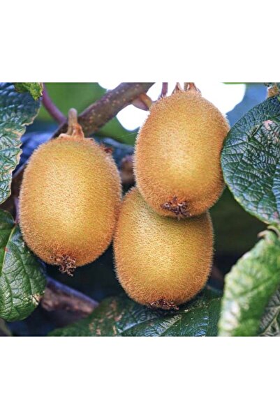 Tunç Botanik Hayward Kivi Fidanı (Erkek)