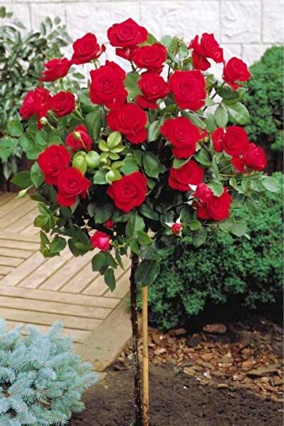 ÇİÇEKFLİX Bodur baston gül red floww aşılı açık kök dikime hazır 16cm