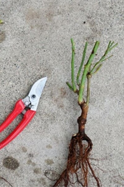 ÇİÇEKFLİX Yapay çiçek kırmızı orginal flower görünümlü  gül saran /açık kök dikime hazır 16cm