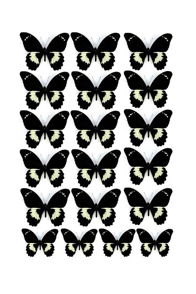 hediyehobihersey Black Butterflies Pattern A4 Edible Ornament Cake Cookie Candy Dough Paper Printing