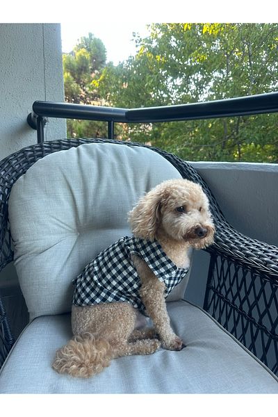 SayPuppy Small Breed Seasonal Black Muslin Dog Shirt