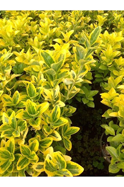 Tunç Botanik GOLD TAFLAN 5 ADET - BÜYÜK BOY 40 - 50 cm