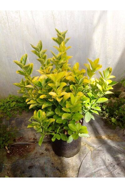 Tunç Botanik GOLD TAFLAN 5 ADET - BÜYÜK BOY 40 - 50 cm