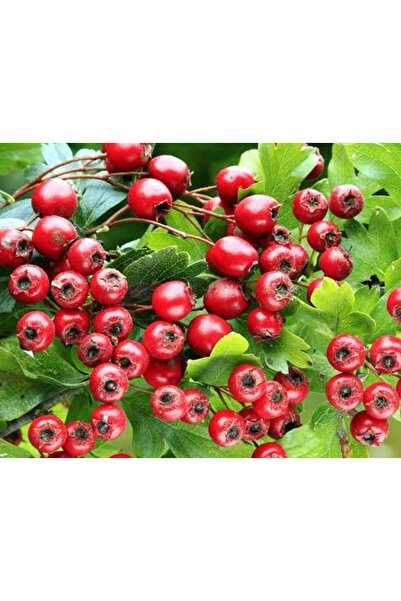 Store Kırmızı alıç ağacı fidanı
