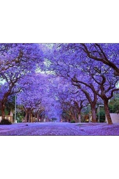 tnc garden groups Pavlonya Fidanı Paulownia Tementosa 30-50 cm 10 Adet