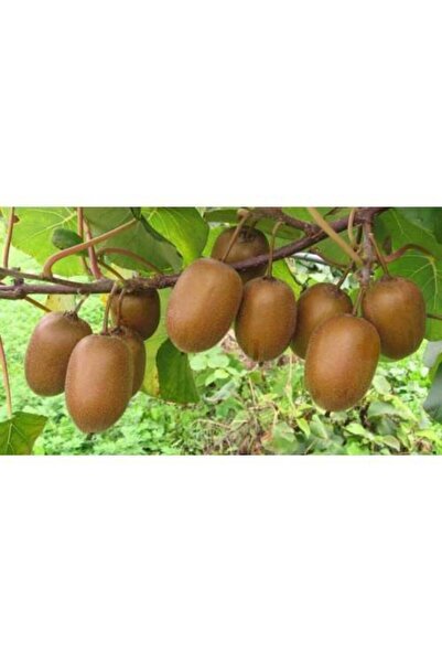 Tunç Botanik HAYWARD KİVİ FİDANI - 5 ADET - (1 Erkek + 4 Dişi)