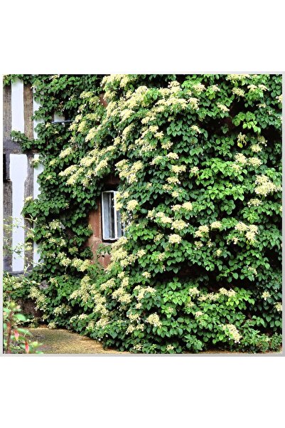 AnkaBahçe 4'lü Sarmaşık Çeşitleri Fidan Seti Arap Yasemini, Hedera, Hanımeli,...