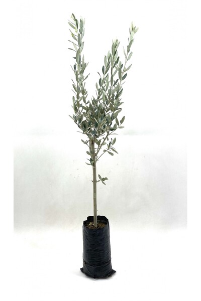 Çiçek Butiq Zeytin Fidanı (gemlik Sofralık Zeytin) 2 Yaş (70-90 Cm)