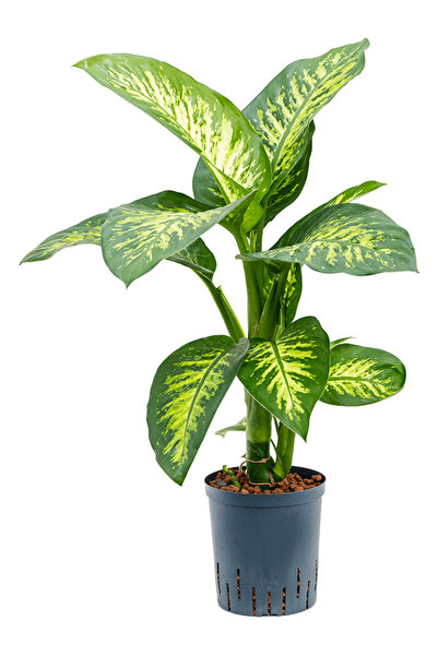 Yades Difenbahya (TROPİK) - Ağlayan Çiçek 60 Cm