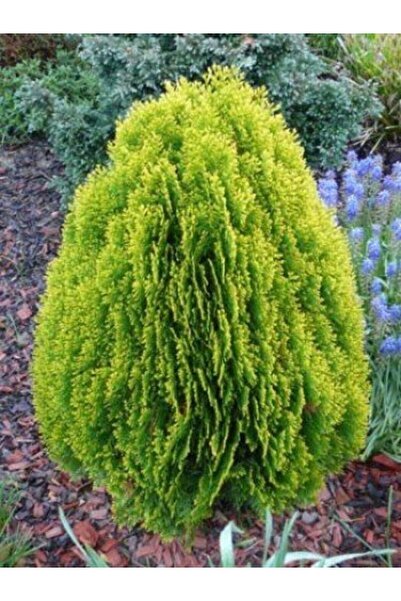 Tunç Botanik Altuni Top Mazı Fidanı