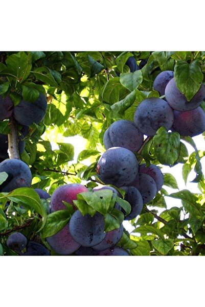 Tunç Botanik Anjelika Erik Fidanı Tüplü 100-150 Cm