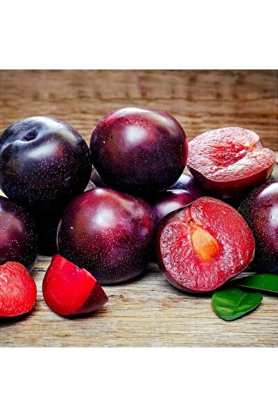 Tunç Botanik Anjelika Erik Fidanı Tüplü 100-150 Cm