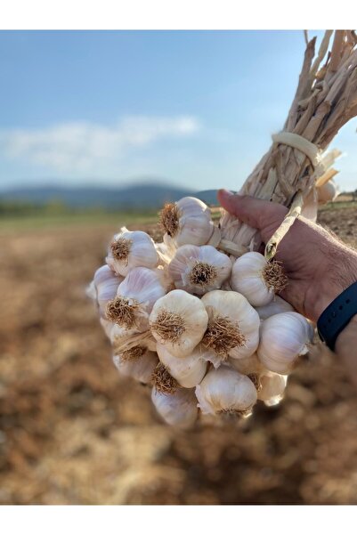sarımsak Kastamonu Sarımsağı / Duble Lüks Boy / Kg