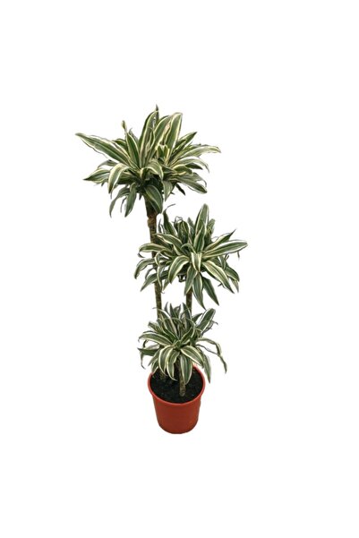 Betonish Dracaena Fragrans 'white Jewel'